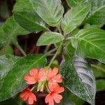 Crossandra infundibuliformis Blatt