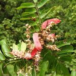 Hylodendron gabunense Flor