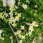 Galium megalospermum Flor