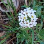 Lobularia maritima Çiçek