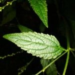 Verbena urticifolia Листок