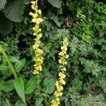 Verbascum nigrumFlower