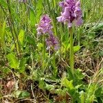 Anacamptis morioЦвят