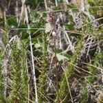Allium savii Hábito