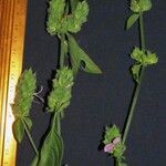 Dicliptera unguiculata Други