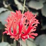 Hibiscus schizopetalus Flors