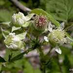 Rubus leucodermis Flower