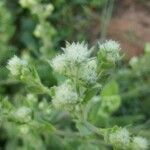 Pseudoconyza viscosa Flower