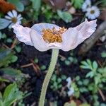 Anemone sylvestris Flor