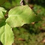 Euonymus oxyphyllus List