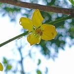 Cassia fistulaFlor