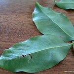 Garcinia neglecta Leaf