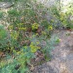 Ruta angustifolia Habitus