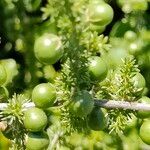 Asparagus acutifoliusFruit