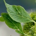 Amaranthus retroflexus Blatt