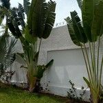 Ravenala madagascariensis Likasa