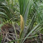 Allagoptera arenaria Leaf