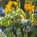 Senna viarum Cvet