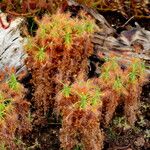 Drosera scorpioides Habit