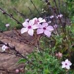 Otomeria oculata Flor