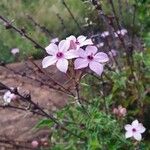 Otomeria oculata Flower