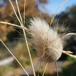 Lagurus ovatus Fruit