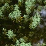 Myriophyllum aquaticum Elinympäristö