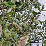 Salix hastata List