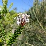 Grevillea buxifolia