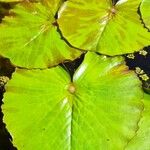 Nymphaea odorata Leaf