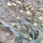 Acmella paniculata Blomst