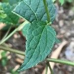 Ageratina aromatica ᱥᱟᱠᱟᱢ