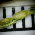 Axonopus fissifolius Плод