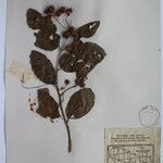 Terminalia anogeissiana Sonstige