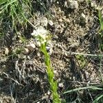 Draba incana Blomma