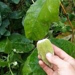 Amalocalyx microlobus Fruit