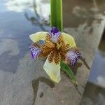 Neomarica northiana Flor