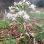 Petasites albusFlower