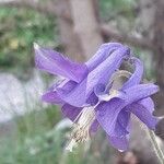 Aquilegia atrata Λουλούδι