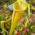 Sarracenia flava Likasa