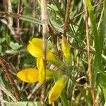 Lotus corniculatus फूल