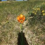 Lilium carniolicum Bloem