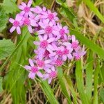 Pericallis papyracea Floro