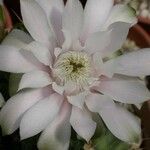 Gymnocalycium mihanovichii Flower