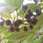 Broussonetia papyrifera Fruit