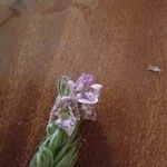 Asystasia riparia Blüte