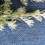 Artemisia frigida Blatt
