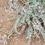 Astragalus layneae Hoja