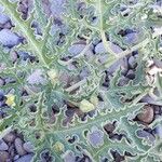 Citrullus colocynthis Hoja