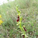Ophrys insectifera Libunga